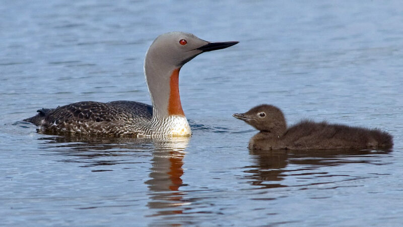 Na východe Slovenska zaznamenali potáplicu malú