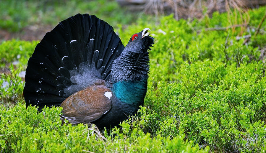 Ministerstvo chce zlepšiť ochranu hlucháňa hôrneho