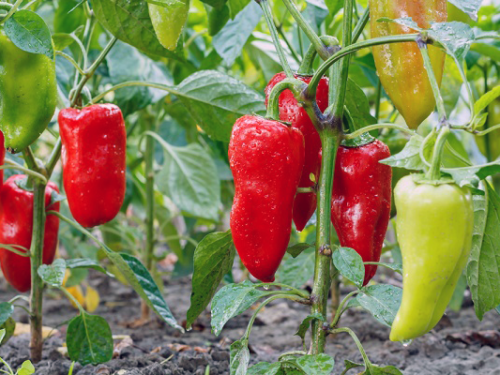 V košickom kraji môžu získať regionálnu značku