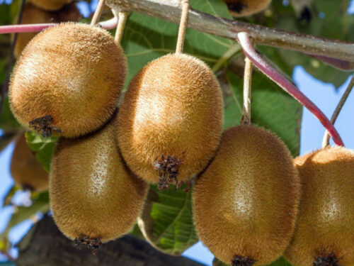 Kiwi pre zdravie