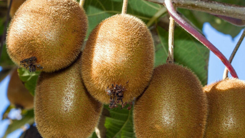 Kiwi pre zdravie