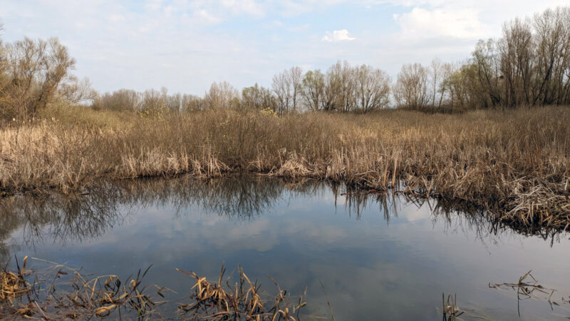 Na Zemplíne obnovujú mokrade
